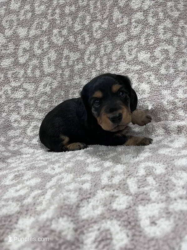 Black tan longhair boy  – Miniature Dachshund puppy for sale in Sylvania, AL