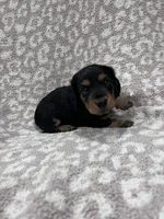 Black tan longhair boy , a male Miniature Dachshund for sale in Sylvania, AL – 1 of 8
