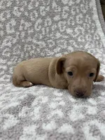 Tan Isabella short hair girl , a female Miniature Dachshund for sale in Sylvania, AL – 7 of 9