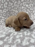 Tan Isabella short hair girl , a female Miniature Dachshund for sale in Sylvania, AL – 3 of 9