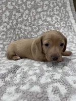 Tan Isabella short hair girl , a female Miniature Dachshund for sale in Sylvania, AL – 8 of 9