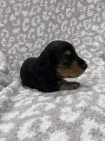 Black tan longhair boy , a male Miniature Dachshund for sale in Sylvania, AL – 3 of 8