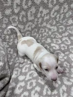 White cream piebald  girl , a female Miniature Dachshund for sale in Sylvania, AL – 5 of 8
