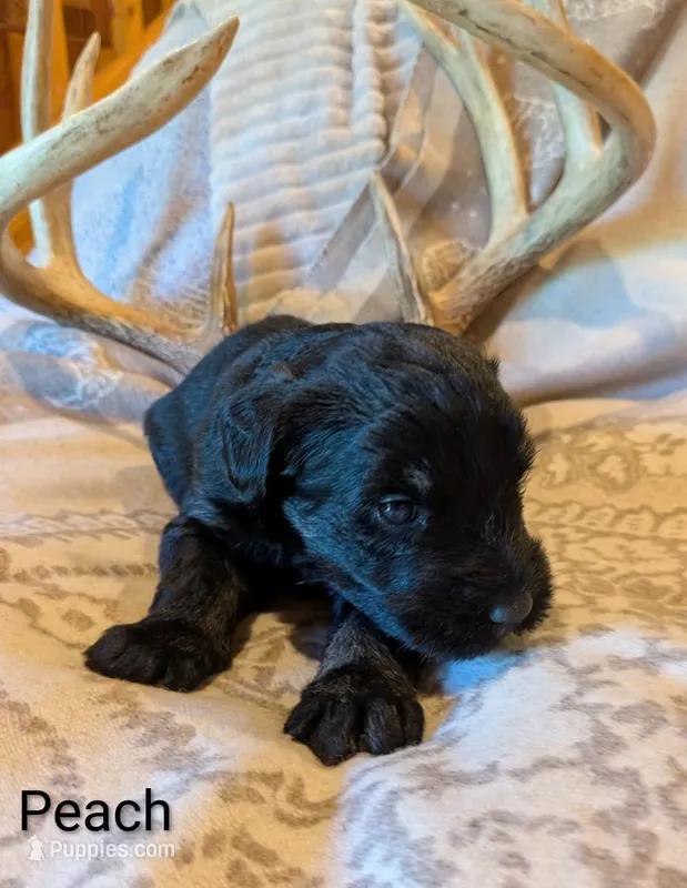Peach – Giant Schnauzer puppy for sale in Leitchfield, KY