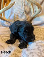 Peach, a female Giant Schnauzer for sale in Leitchfield, KY – 1 of 3