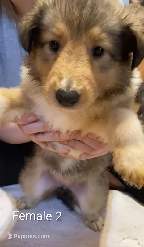 Female 2  – Collie puppy for sale in Leitchfield, KY