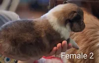 Female 2 , a female Collie for sale in Leitchfield, KY – Photo 2 of 3