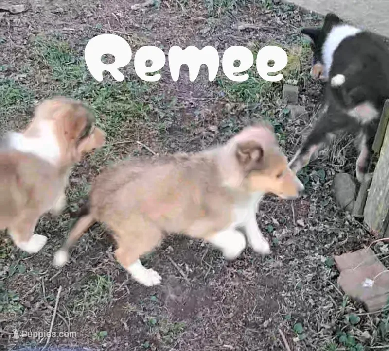 Remee – Collie puppy for sale in Leitchfield, KY