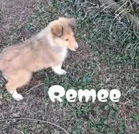 Remee, a female Collie for sale in Leitchfield, KY – Photo 3 of 4