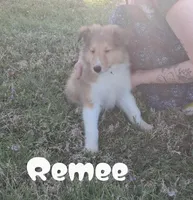 Remee, a female Collie for sale in Leitchfield, KY – Photo 2 of 4