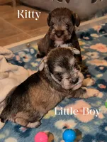 Kitty , a male Miniature Schnauzer for sale in Leitchfield, KY – Photo 3 of 3