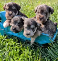 Kitty , a male Miniature Schnauzer for sale in Leitchfield, KY – Photo 2 of 3