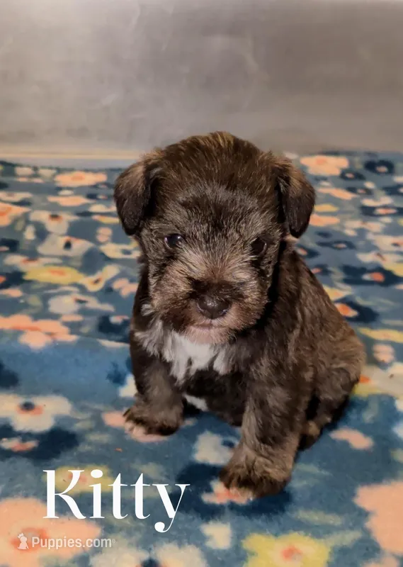Kitty  – Miniature Schnauzer puppy on hold in Leitchfield, KY