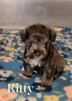 Kitty , a male Miniature Schnauzer for sale in Leitchfield, KY – Photo 1 of 3