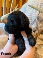 Peach, a female Giant Schnauzer for sale in Leitchfield, KY – 3 of 3