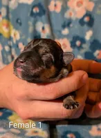 Female 1, a male Miniature Schnauzer for sale in Leitchfield, KY – Photo 2 of 2