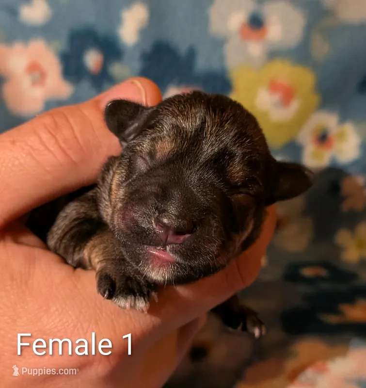 Female 1 – Miniature Schnauzer puppy for sale in Leitchfield, KY