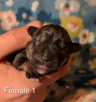 Female 1, a male Miniature Schnauzer for sale in Leitchfield, KY – Photo 1 of 2