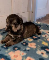 Ellie , a female Miniature Schnauzer for sale in Leitchfield, KY – Photo 5 of 5