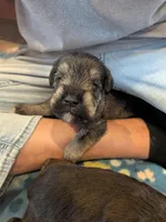 Ellie , a female Miniature Schnauzer for sale in Leitchfield, KY – Photo 2 of 5