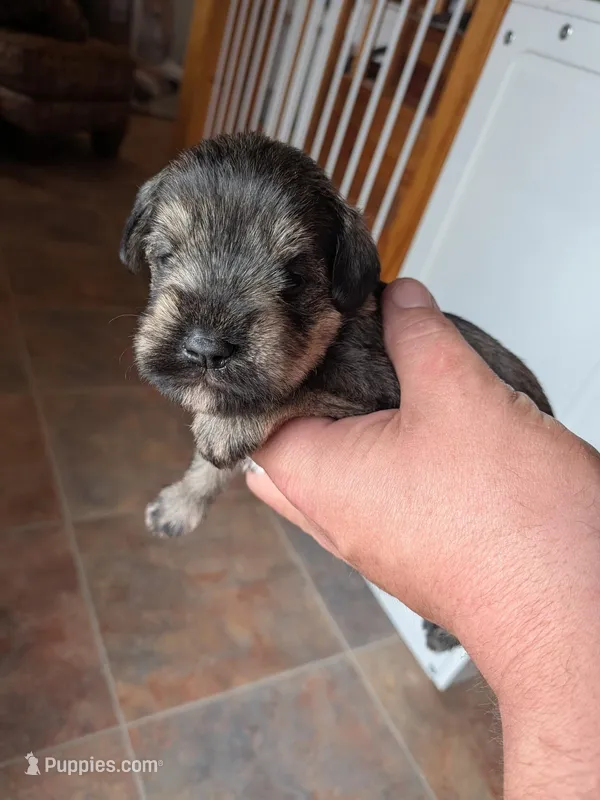 Ellie  – Miniature Schnauzer puppy on hold in Leitchfield, KY