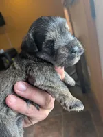 Ellie , a female Miniature Schnauzer for sale in Leitchfield, KY – Photo 3 of 5