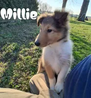 Millie, a female Collie for sale in Leitchfield, KY – Photo 3 of 3