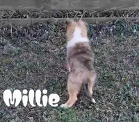 Millie, a female Collie for sale in Leitchfield, KY – Photo 2 of 3