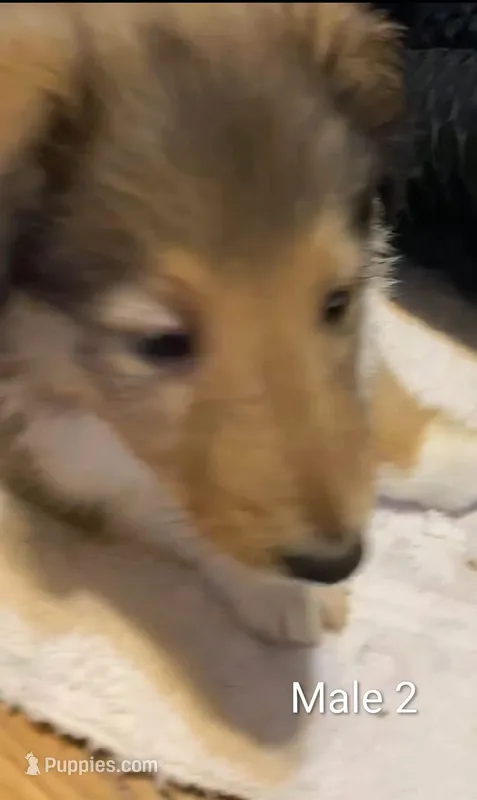 Male 2  – Collie puppy for sale in Leitchfield, KY