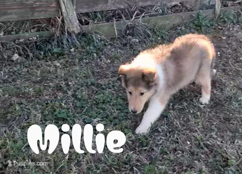Millie, a female Collie for sale in Leitchfield, KY – Photo 1 of 3