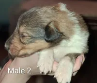 Male 2 , a male Collie for sale in Leitchfield, KY – Photo 1 of 2