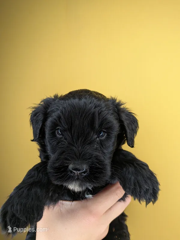 Yellow – Giant Schnauzer puppy for sale in Leitchfield, KY