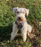 Litter , a  Miniature Schnauzer for sale in Leitchfield, KY – Photo 2 of 2