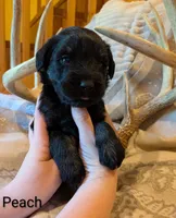 Peach, a female Giant Schnauzer for sale in Leitchfield, KY – 2 of 3
