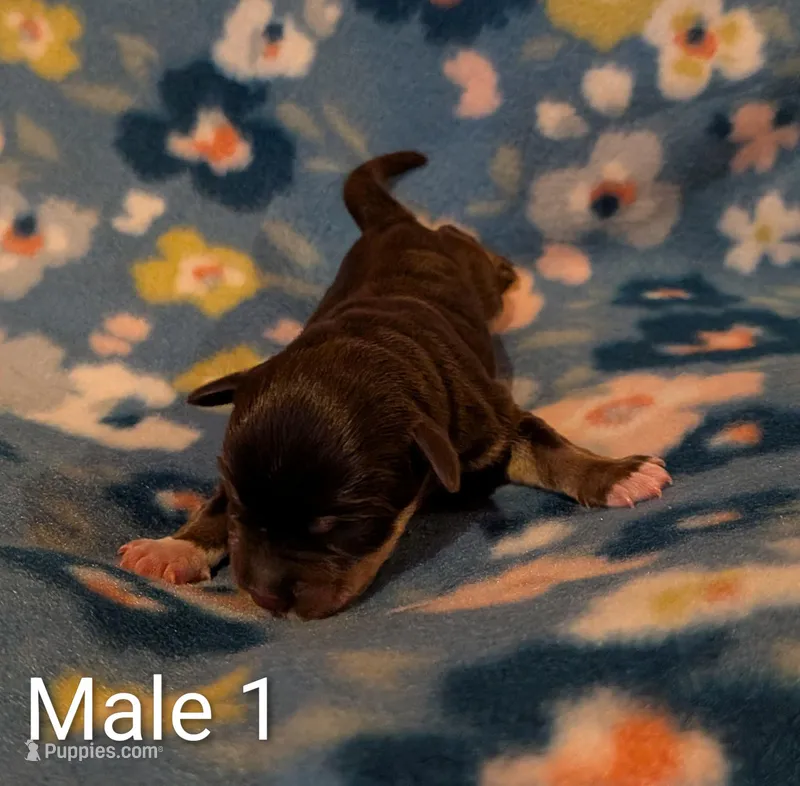Male 1 – Miniature Schnauzer puppy for sale in Leitchfield, KY