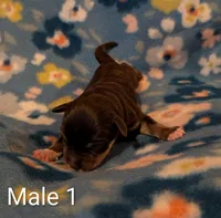 Male 1, a male Miniature Schnauzer for sale in Leitchfield, KY – Photo 1 of 2