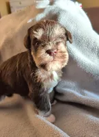 Male 1, a male Miniature Schnauzer for sale in Leitchfield, KY – Photo 2 of 4