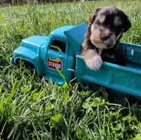 Male 1, a male Miniature Schnauzer for sale in Leitchfield, KY – Photo 3 of 4