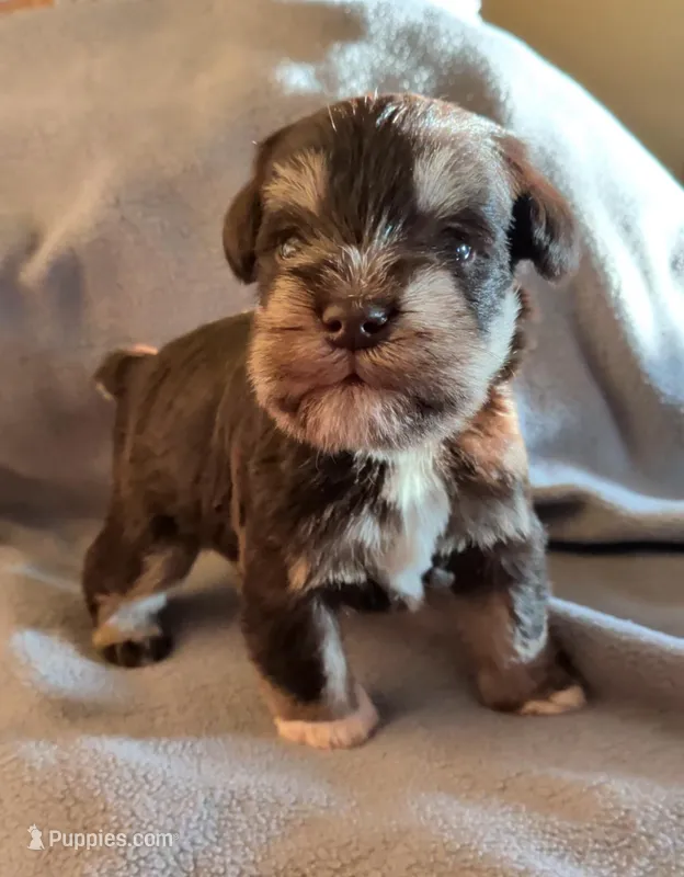 Male 1 – Miniature Schnauzer puppy on hold in Leitchfield, KY