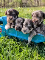 Male 1, a male Miniature Schnauzer for sale in Leitchfield, KY – Photo 4 of 4