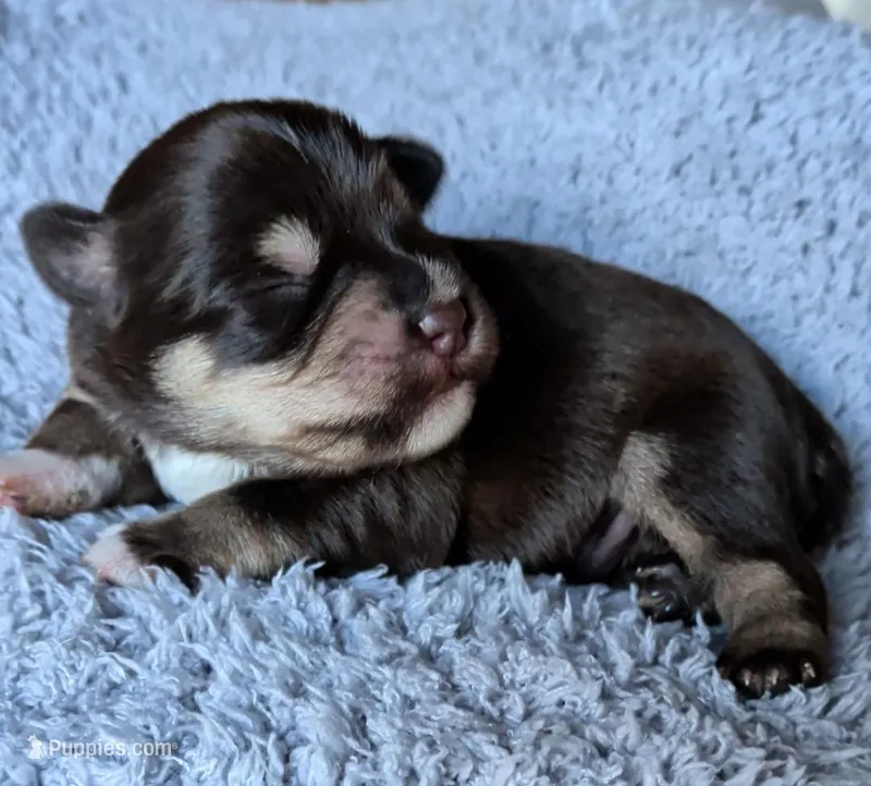 Male 1 – Miniature Schnauzer puppy for sale in Leitchfield, KY