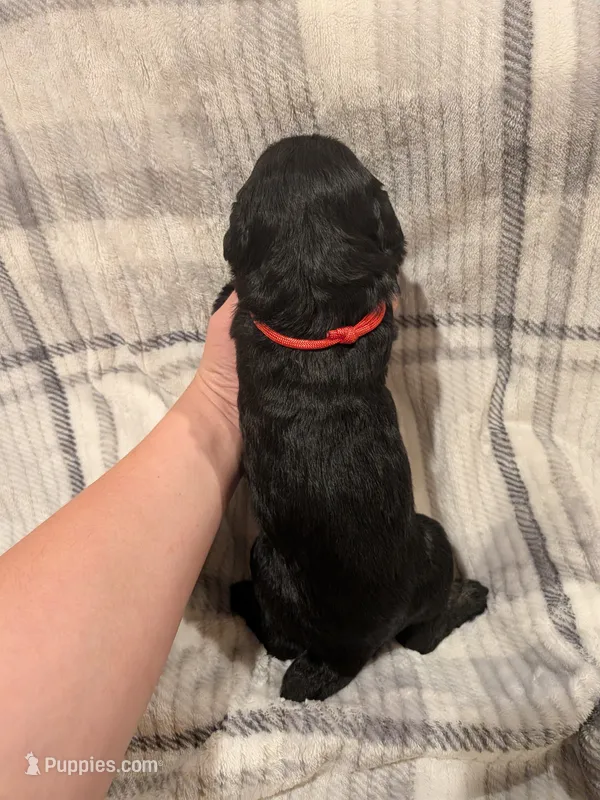 Red – Giant Schnauzer puppy on hold in Leitchfield, KY