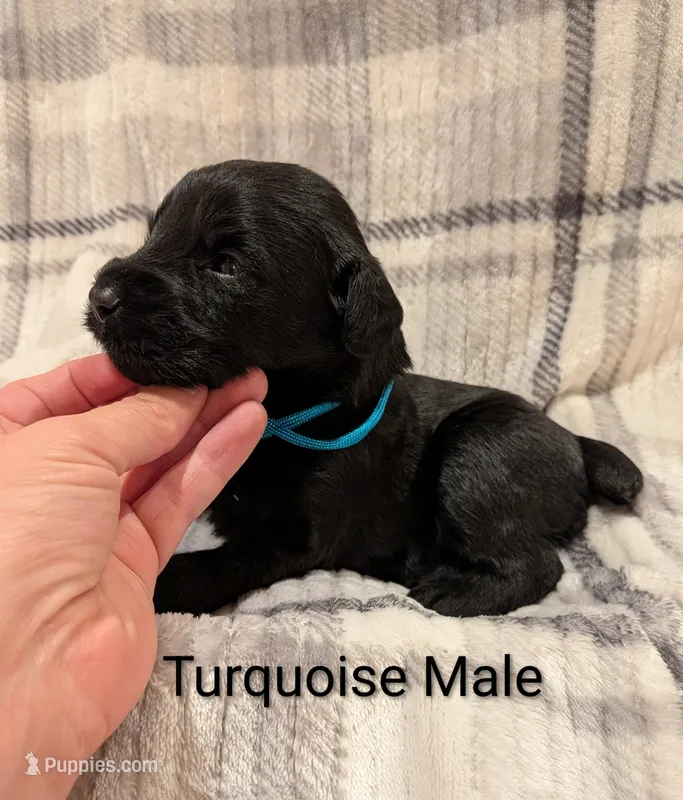 Turquoise – Giant Schnauzer puppy for sale in Leitchfield, KY