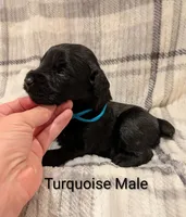 Turquoise, a male Giant Schnauzer for sale in Leitchfield, KY – 1 of 8