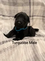 Turquoise, a male Giant Schnauzer for sale in Leitchfield, KY – 3 of 8