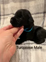 Turquoise, a male Giant Schnauzer for sale in Leitchfield, KY – 7 of 8