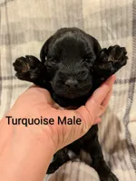 Turquoise, a male Giant Schnauzer for sale in Leitchfield, KY – 2 of 8