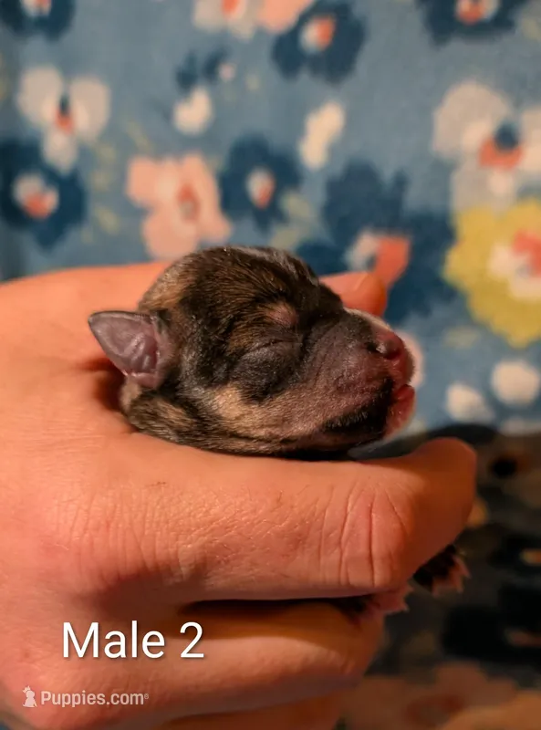 Male 2 – Miniature Schnauzer puppy for sale in Leitchfield, KY