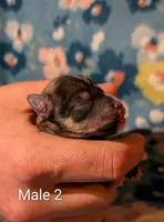 Male 2, a male Miniature Schnauzer for sale in Leitchfield, KY – Photo 1 of 2