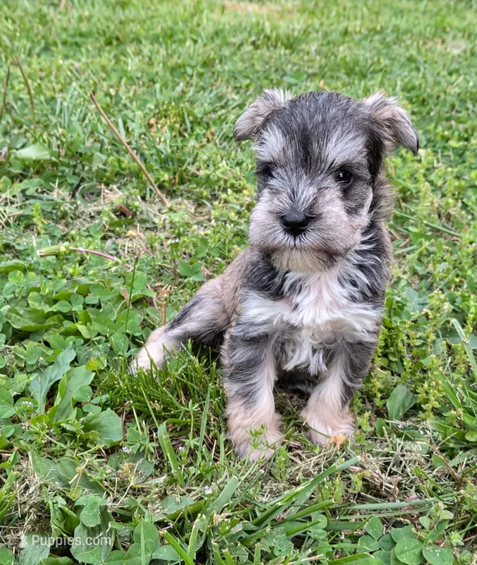Little Boy  – Miniature Schnauzer puppy for sale in Leitchfield, KY
